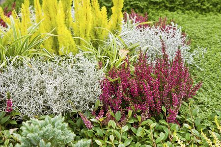 Heather Plants In Garden