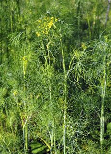 Variety Of Dill Plants