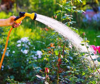 watering flowerbed