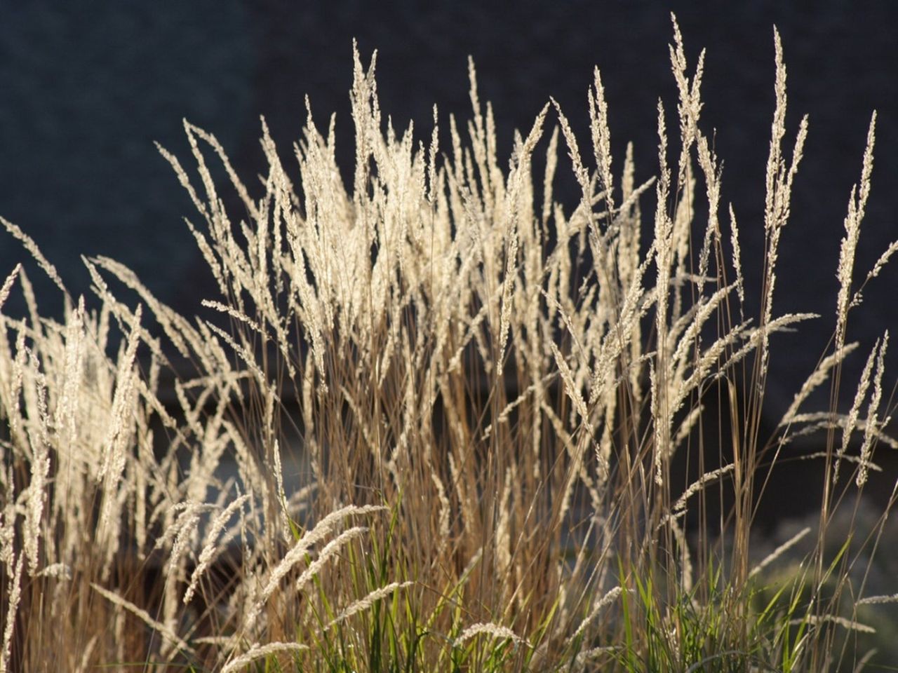 Feathery Blue Grama Grass