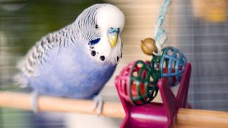 Bird playing with toys