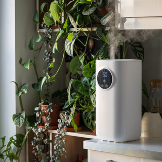 humidifier by houseplants