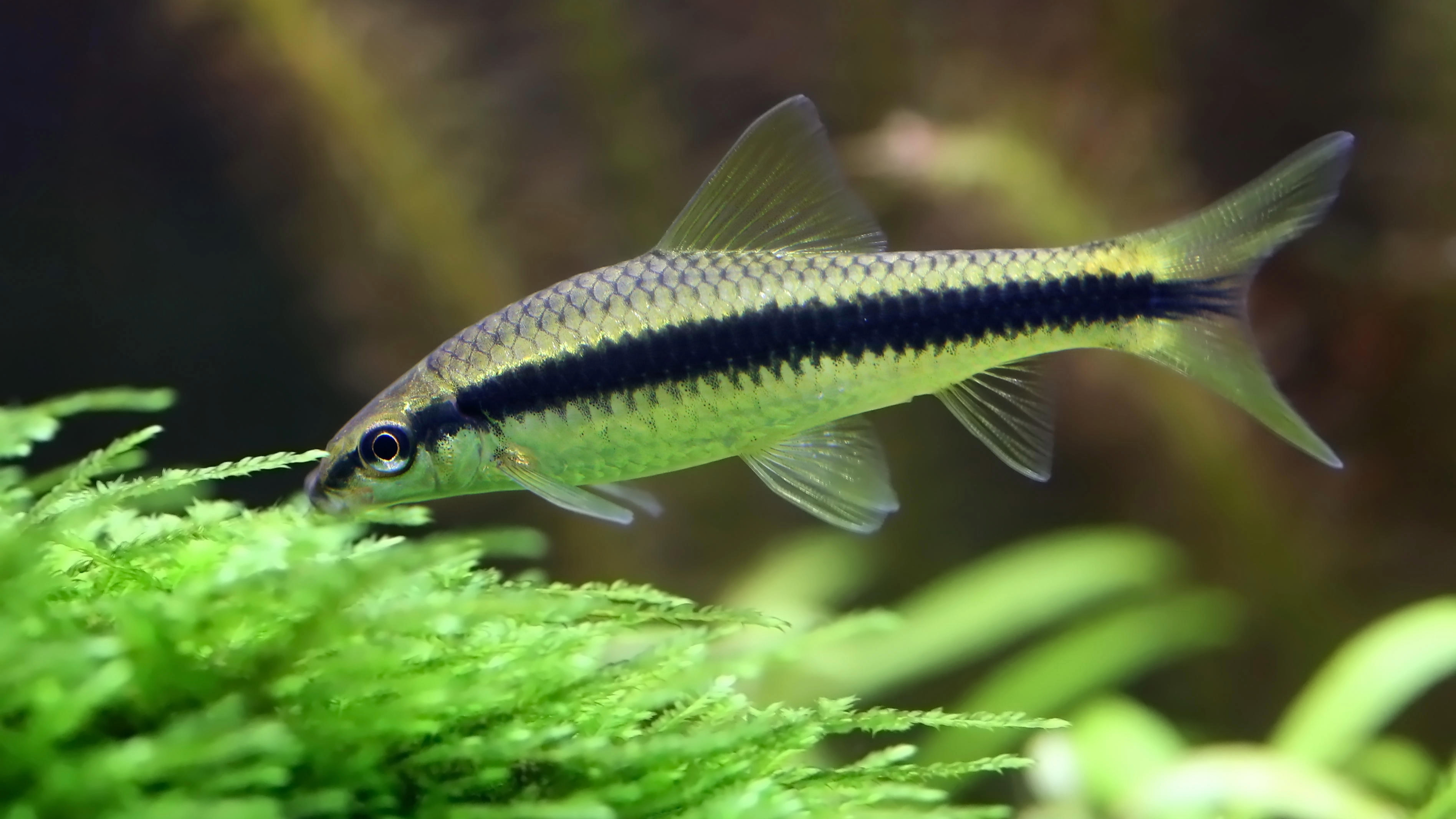 Siamese Fighting Fish