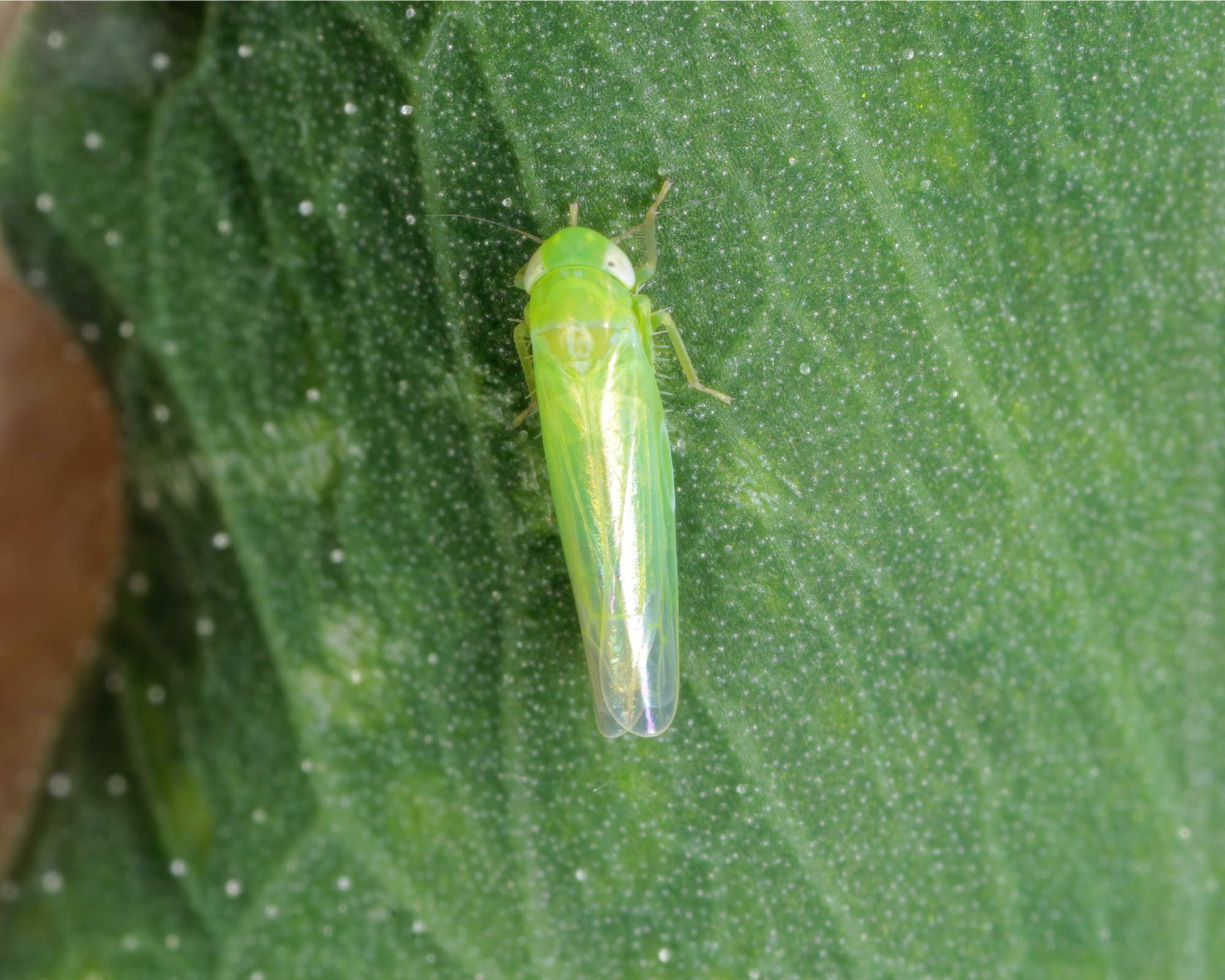 leafhopper on a potato leaf