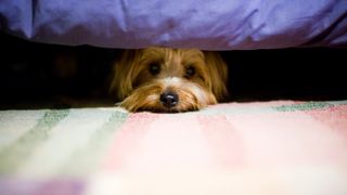 Scared dog hiding under the bed