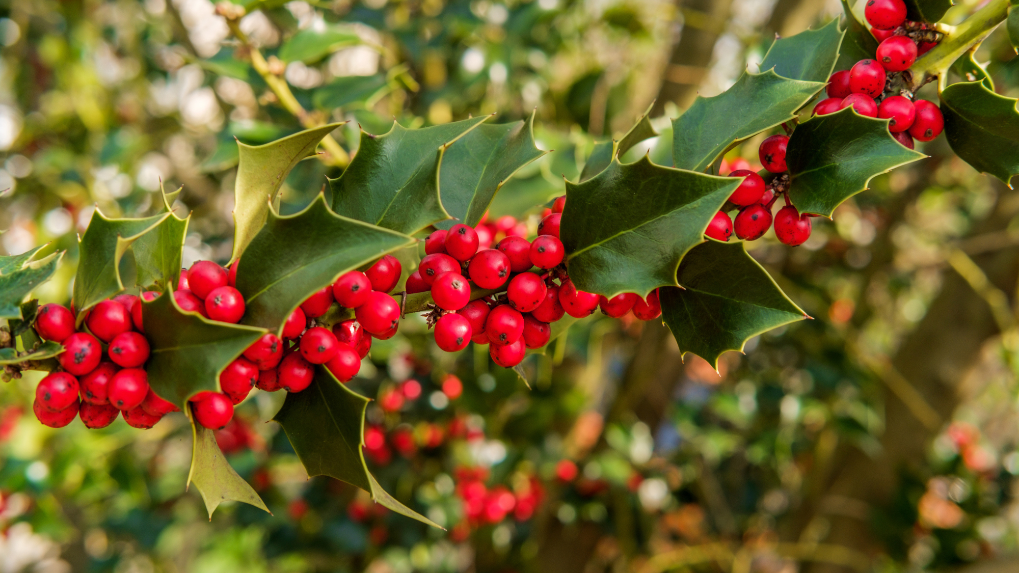 Closeup of ripe berries on American Holly tree branch on a bright sunny summer day