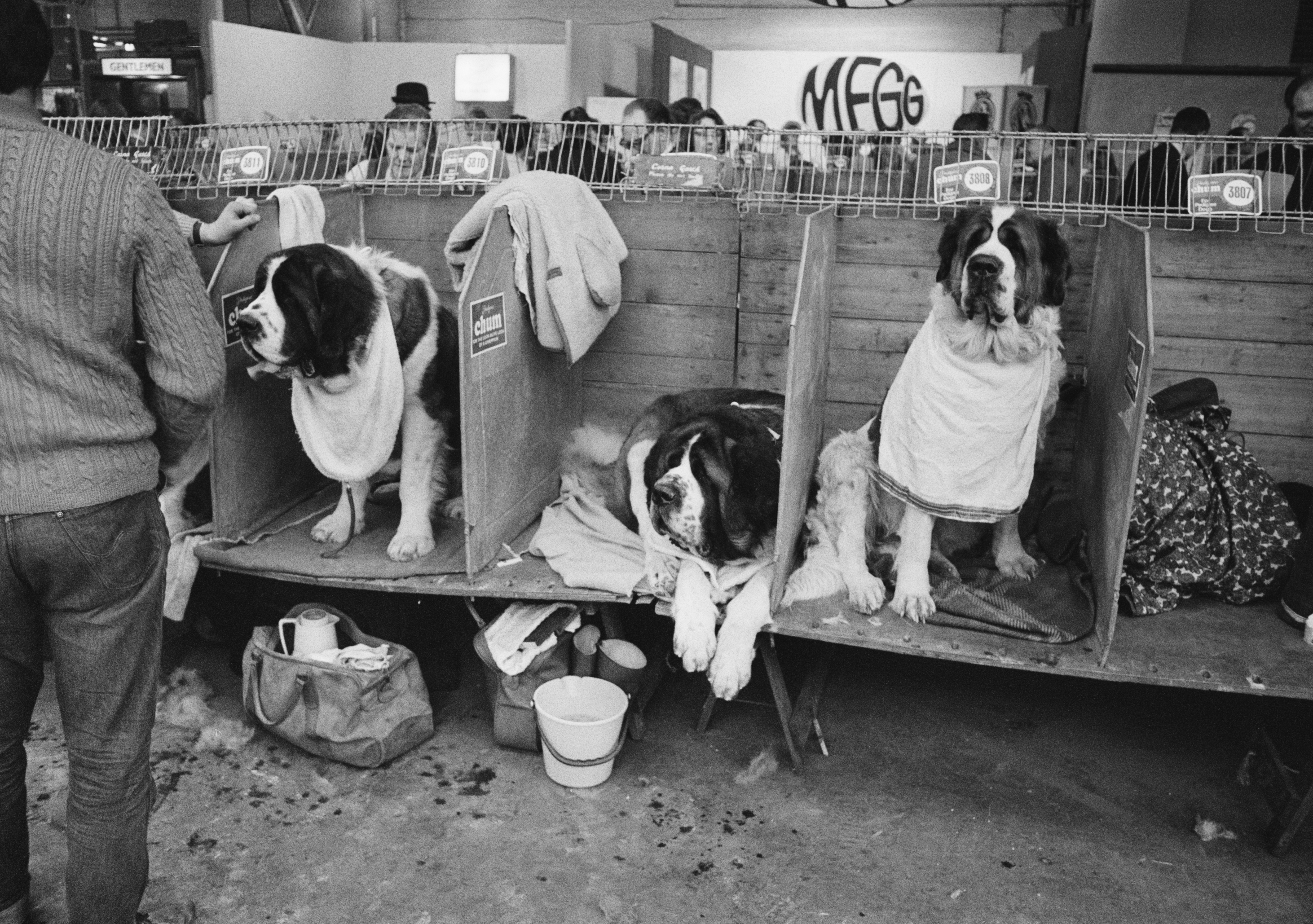 Several St Bernards sit and lie in individual wooden bays at a dog show, wearing large bibs as handlers and spectators stand nearby.