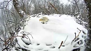 A bald eagle is keeping two eggs warm in a snowy nest in Pennsylvania, shown here March 5.