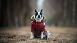 Dog outdoors in the snow