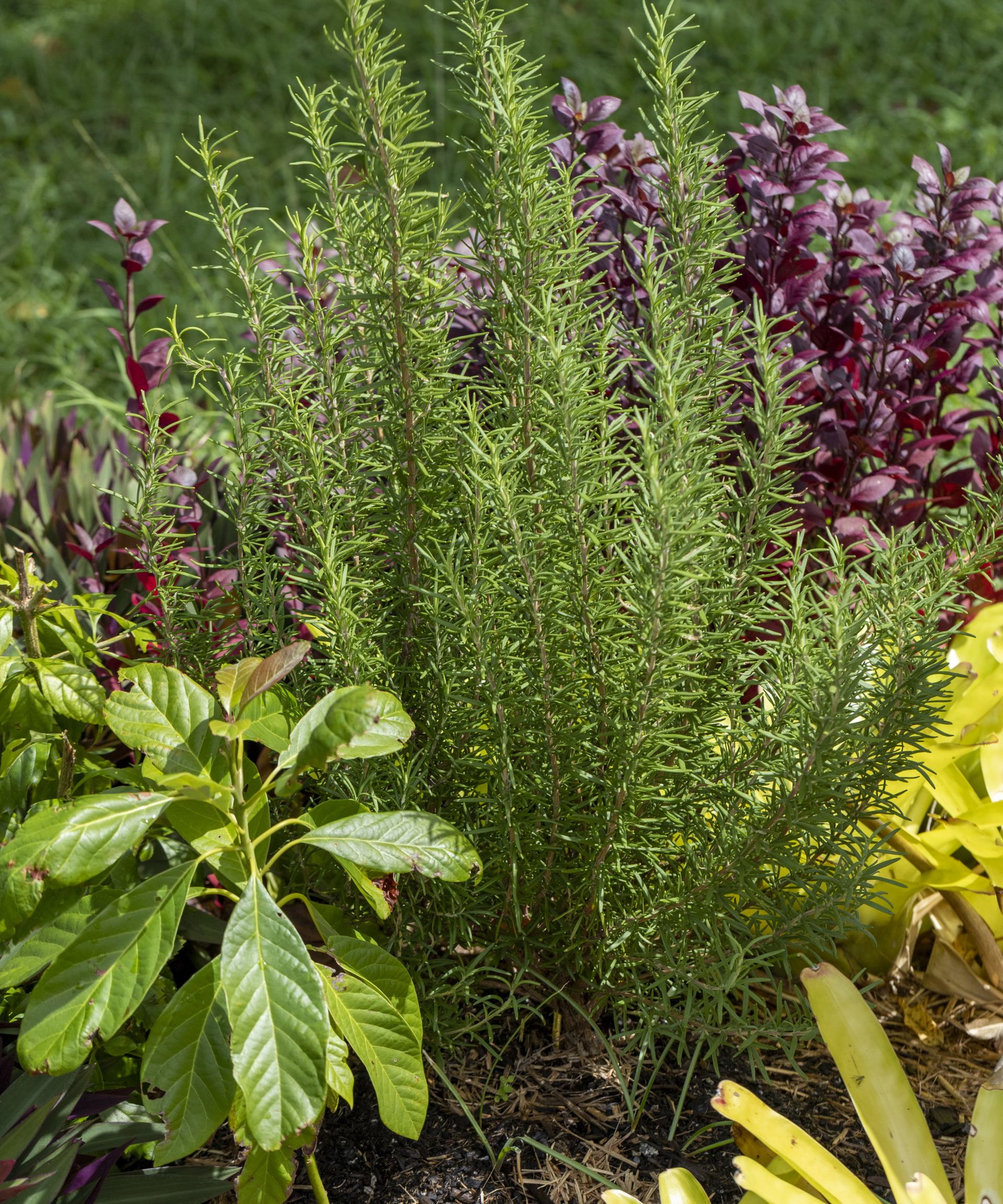 Rosemary growing in a garden bed among other plants