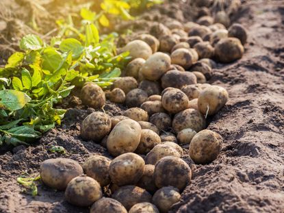 Harvested Potatoes In The Garden