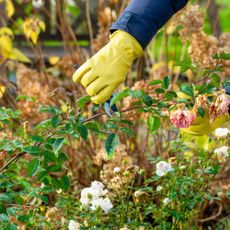 pruning roses in autumn 
