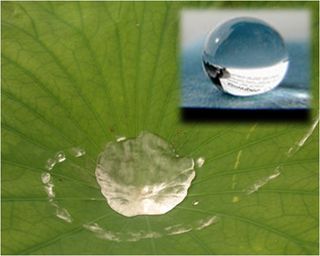 Coating causes water to ball into spheres.