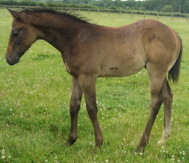 World Horse Welfare Norfolk Swing