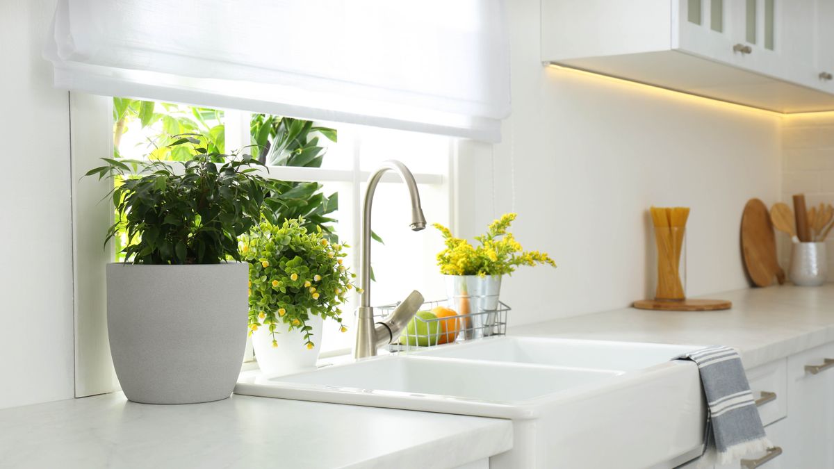 Plants in kitchen