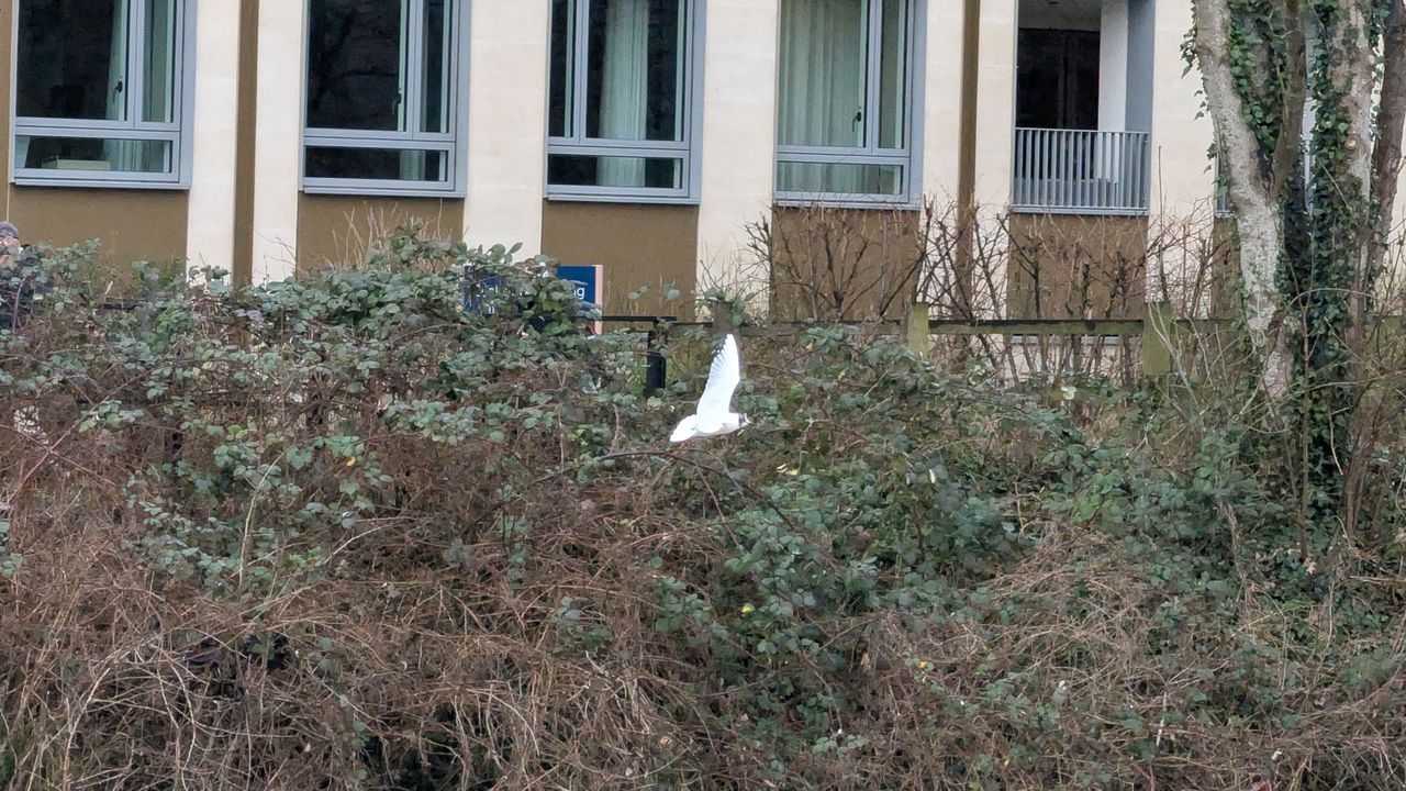 A photo of a bird taken on a Google Pixel 10 Pro XL