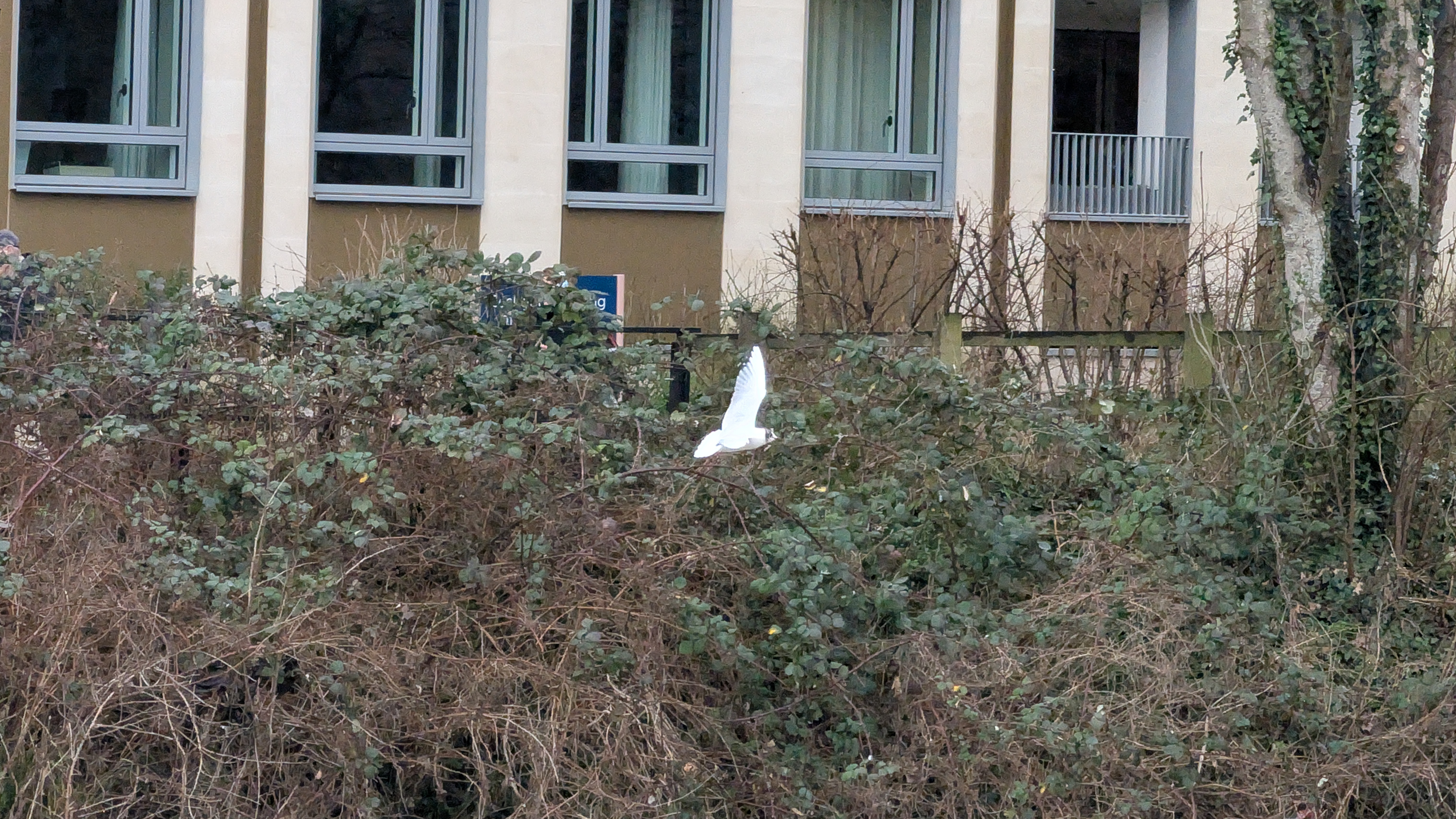 A photo of a bird taken on a Google Pixel 10 Pro XL