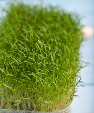 Carrot microgreen shoots