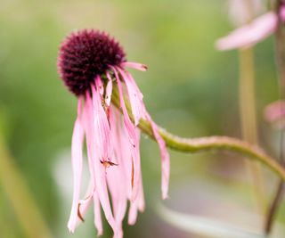 wilted coneflower