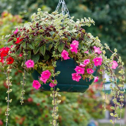 hanging basket with trailing plants
