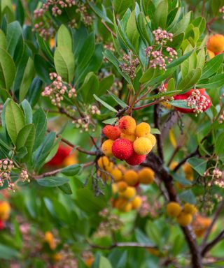 ripe colorful fruits and flowers of Arbutus unedo