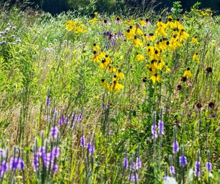 prairie planting with black-eyed Susan and native grasses