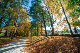 autumnal woods in Concord, Massachusetts, USA