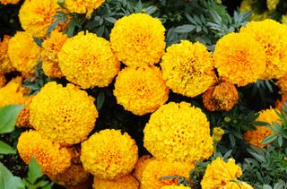 Marigold plant perennial/ annual, herbaceous, with fibrous roots. Flowers yellow, roundish, large sized with musky pungent fragrance