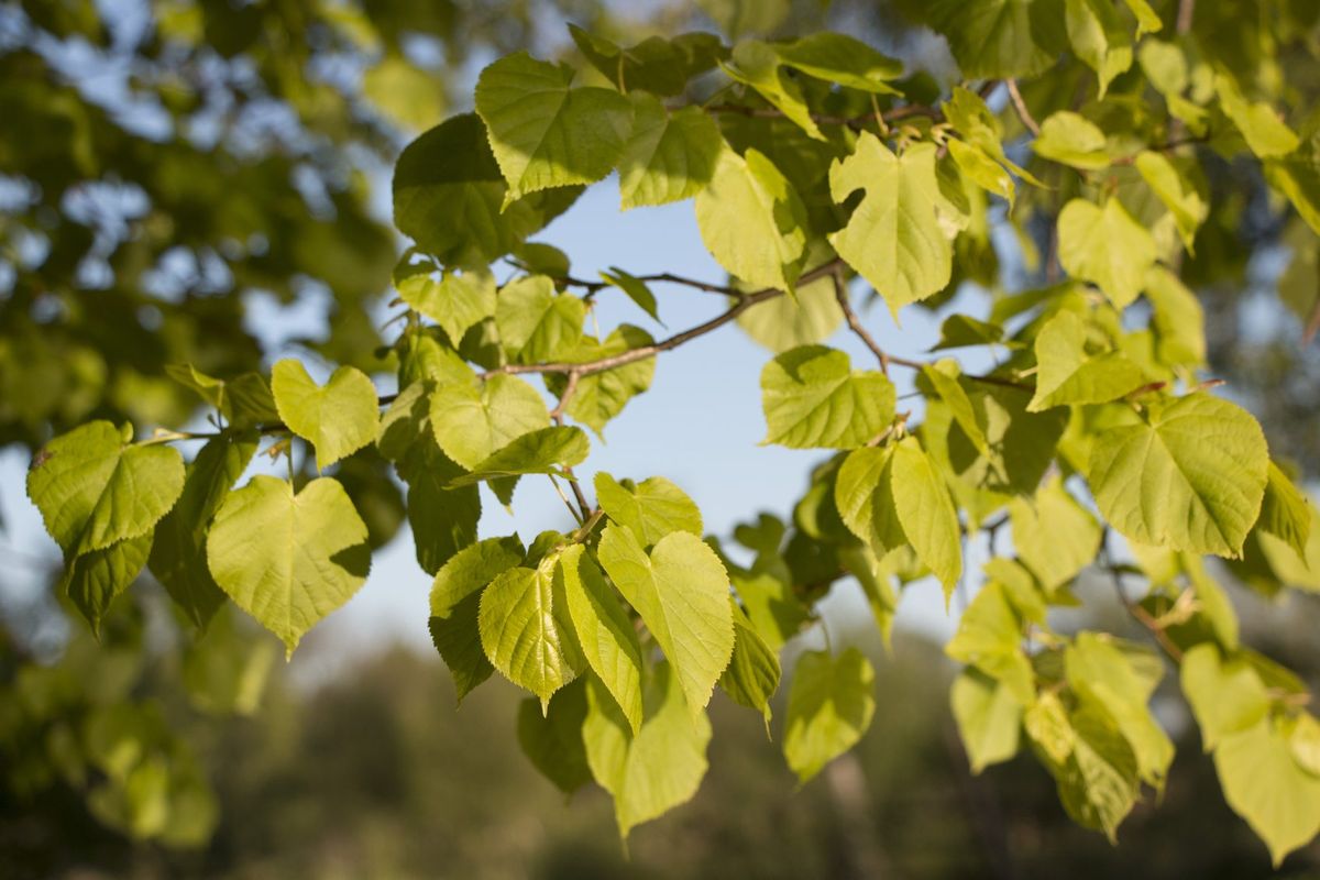 Zone 3 Deciduous Trees Learn About Deciduous Trees For Cold Climates