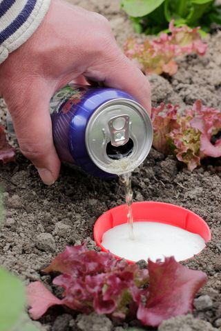 A beer trap next to young lettuce plants to distract slugs and snails from attacking crops