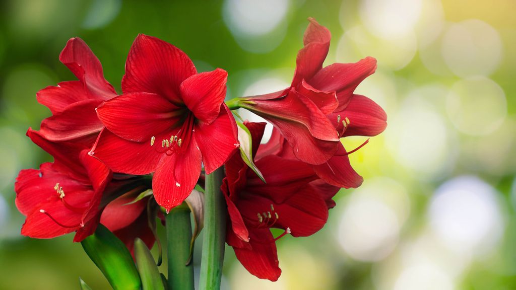 How to care for an amaryllis and make it bloom Tom's Guide