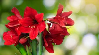 A red amaryllis which has bloomed