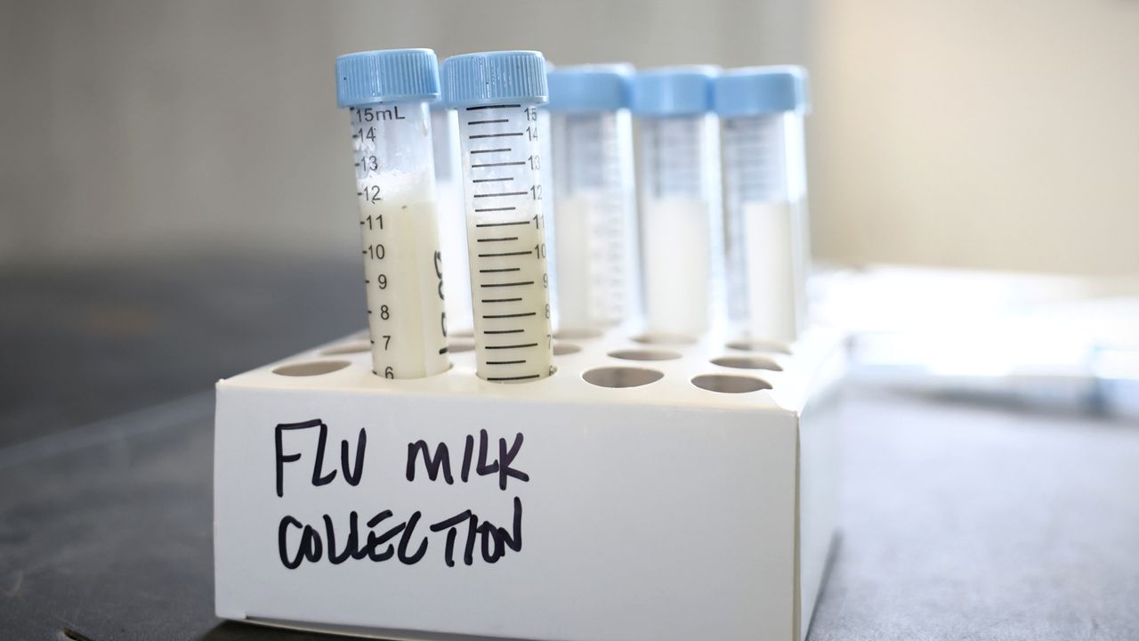 Photo illustration of milk samples for testing for H5N1 flu virus