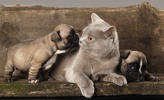 French bulldog puppies nuzzle a cat.