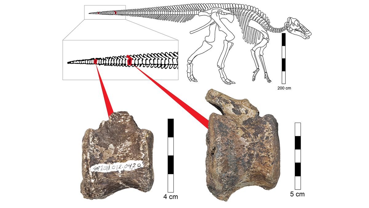 Two tailbones in a juvenile hadrosaur — a duck-billed dinosaur — bear telltale cavities that hint at tumorous growths.