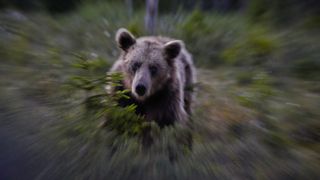 A bear in motion with a blurred forest background