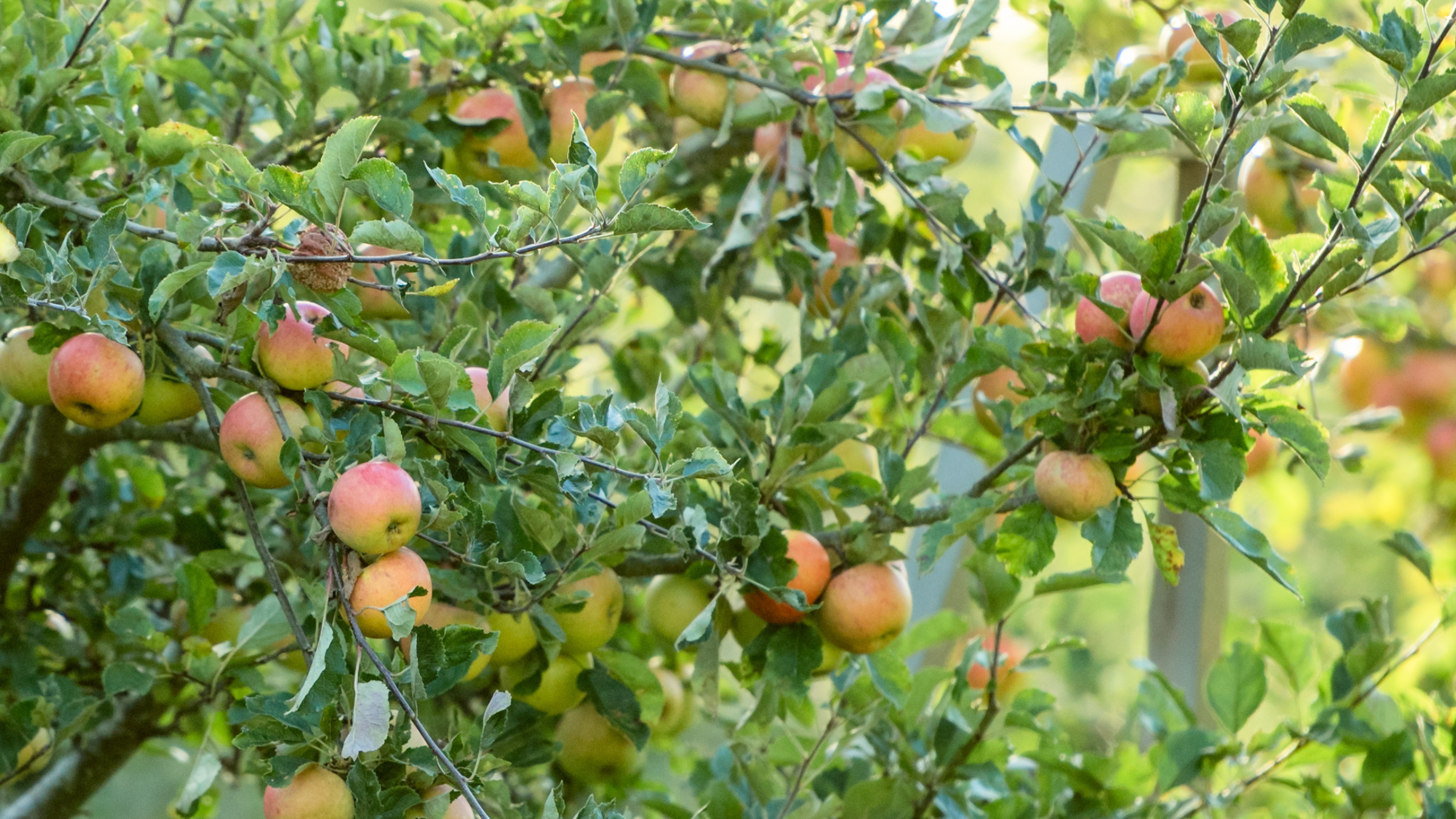 Close up of apples growing on apple tree branches.