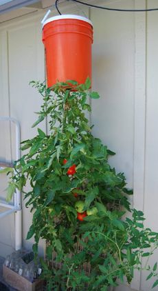 Container Grown Upside Down Tomato Plant