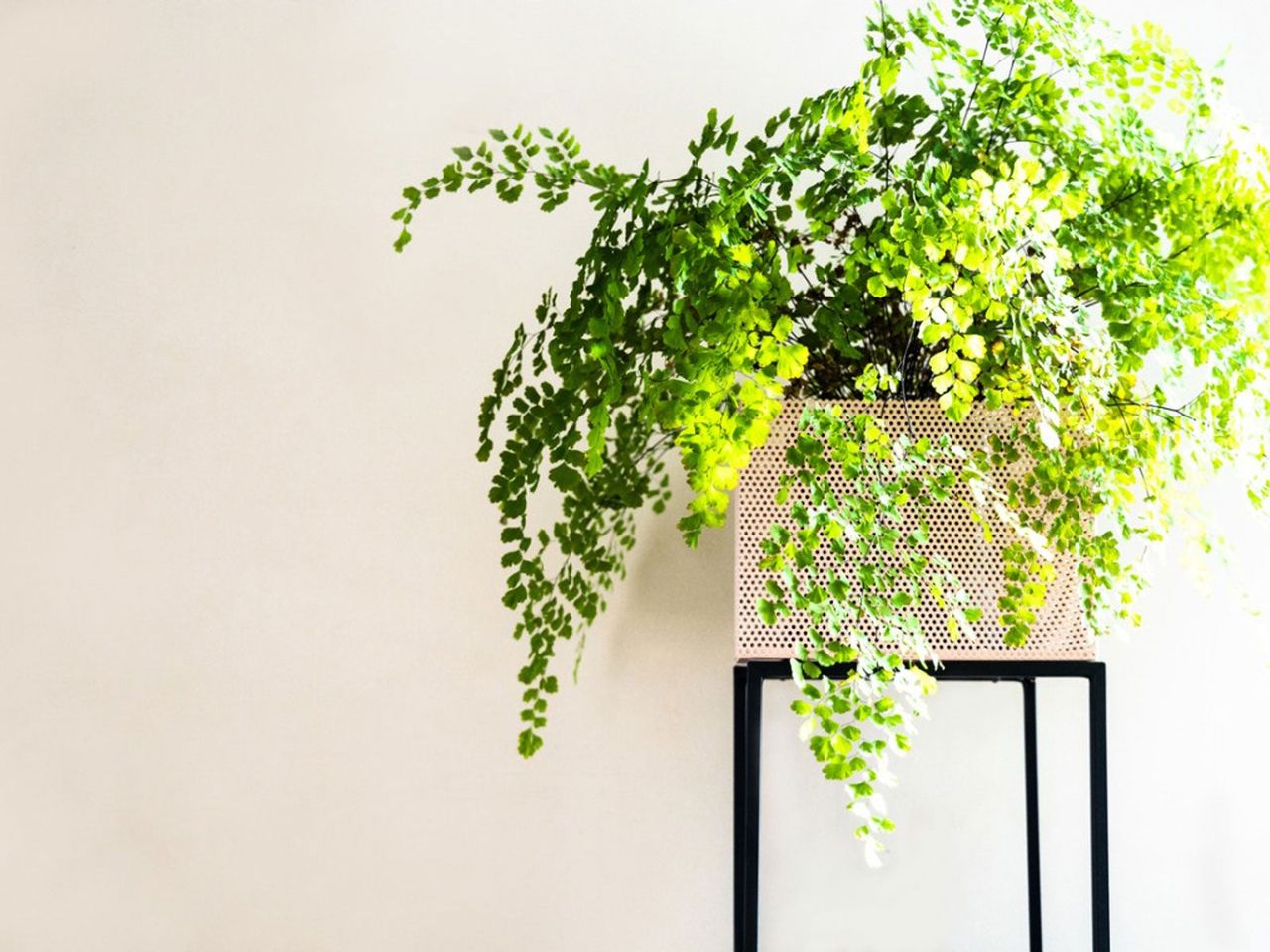 Indoor Potted Maidenhair Fern Houseplant