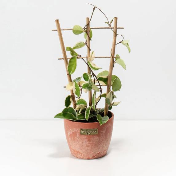 Hoya carnosa potted plant