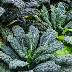 Close up of kale plants growing in a vegetable garden