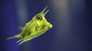 Boxfish inspires bendy electronics and body armour