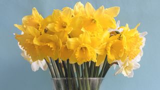 Daffodils in vase