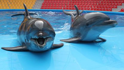 Dolphins in Ukraine