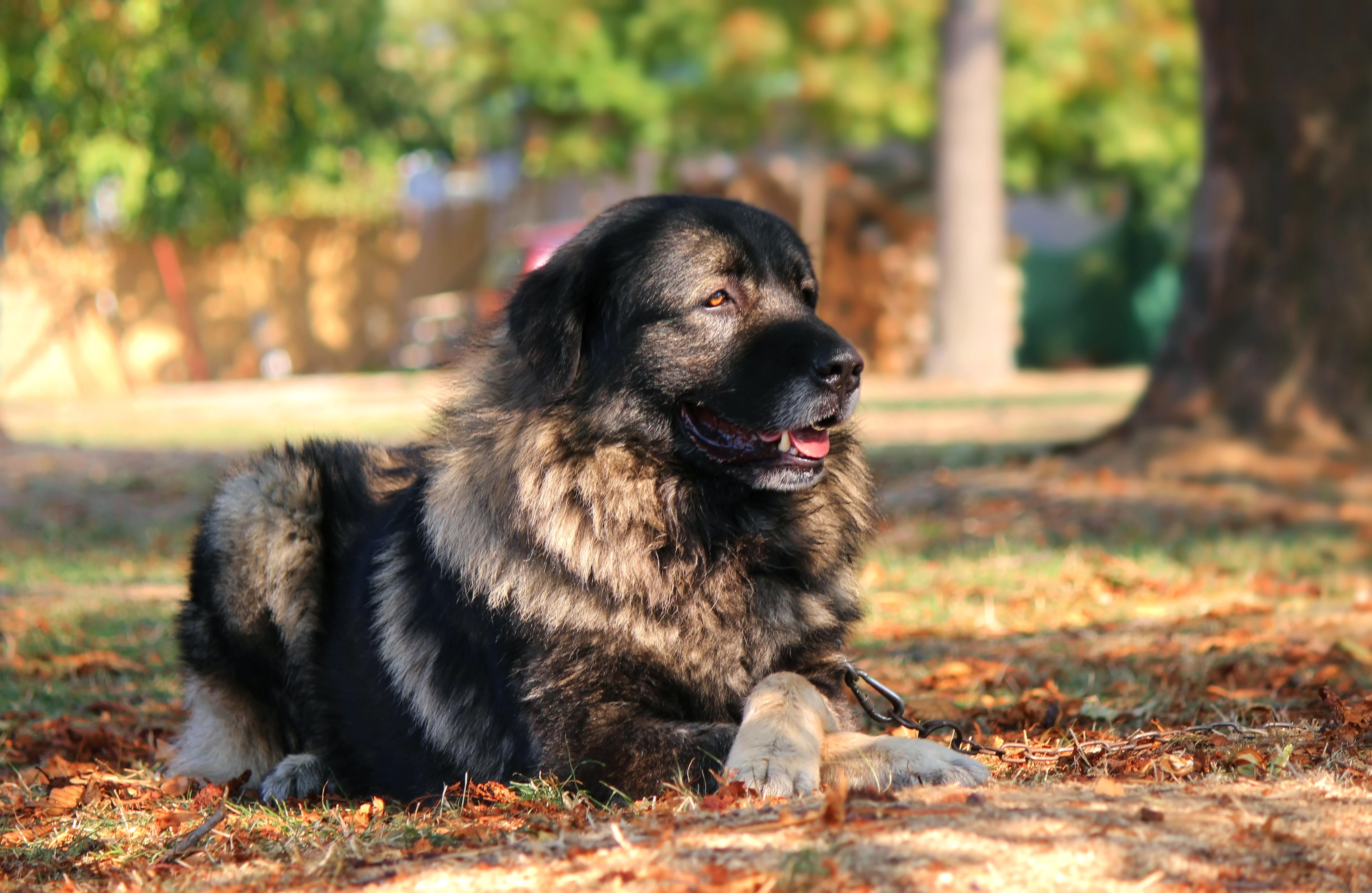 Šarplaninac dog laying on grass