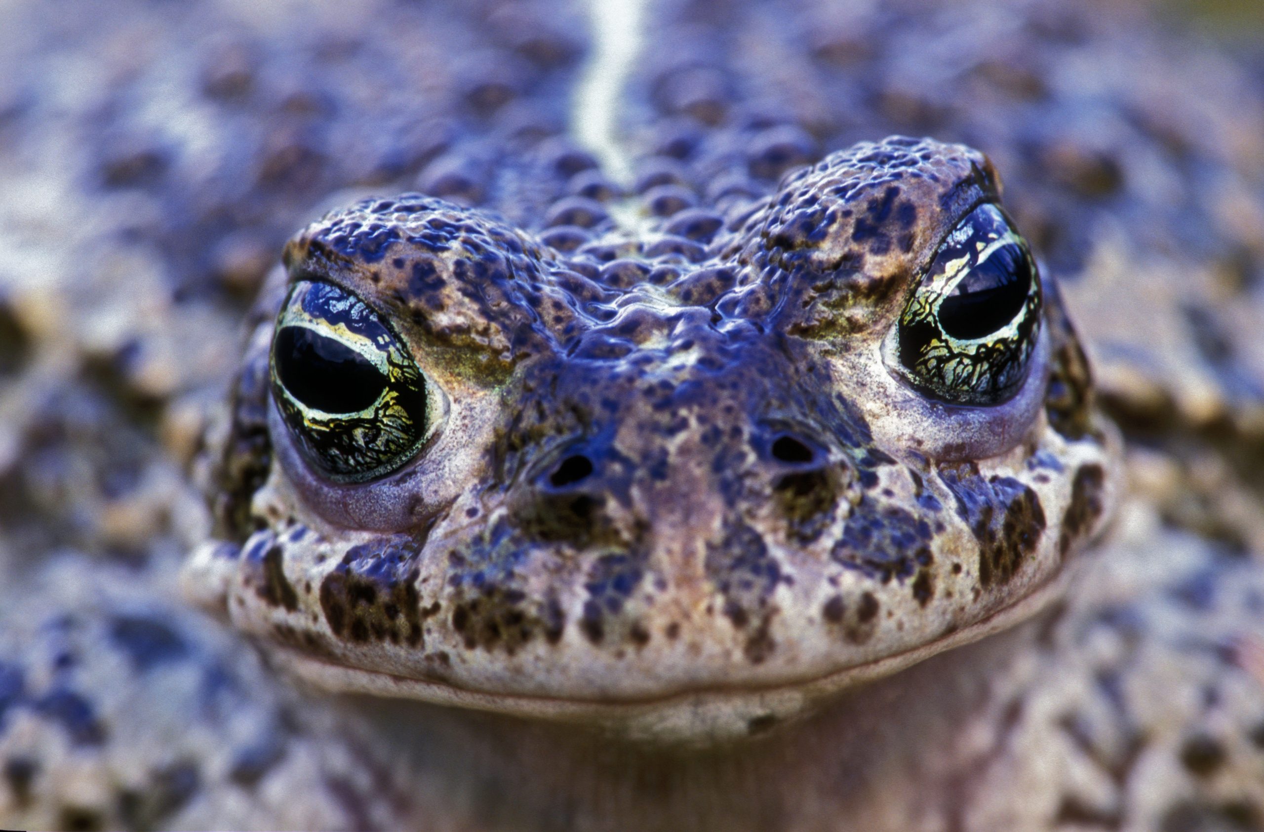 Natterjack Toad