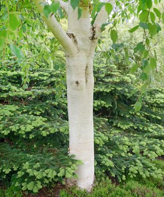 birch trees Betula utilis ‘Grayswood Ghost’ growing with white bark in large garden