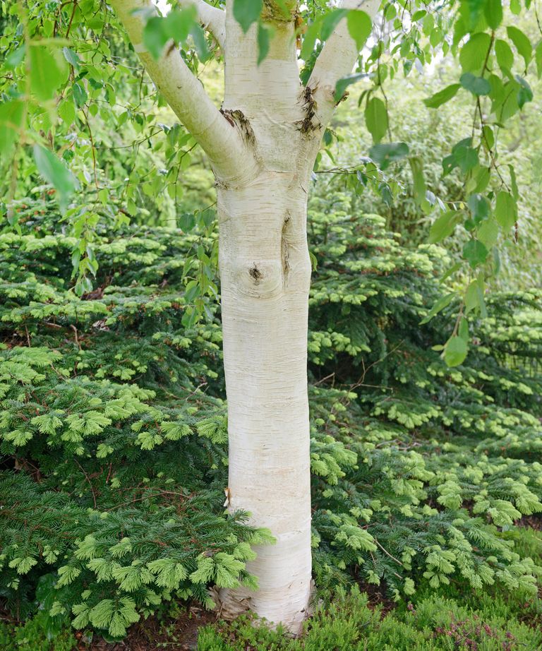 Birch trees care and growing guide expert gardening tips Gardeningetc