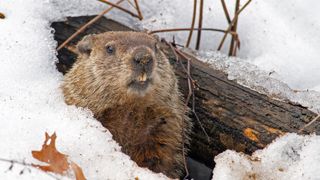 are marmots dangerous: marmot