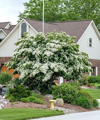 white flowering Japanese dogwood tree in a front yard